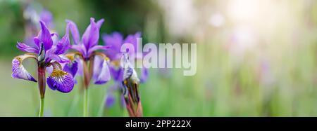 Wunderschöne lila Irisblüten im Frühlingsgarten mit grünem Blatthintergrund. Stockfoto