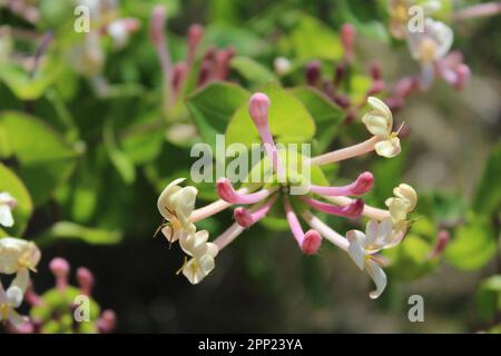 Blumen der Berge von Vallirana, Barcelona, Spanien Stockfoto