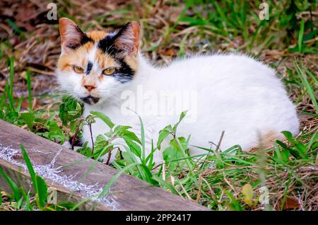 Suzie Q, eine wilde Kalico-Katze, liegt auf dem Boden in der Nähe eines verlassenen Schuppens, 9. April 2023, in CODEN, Alabama. Stockfoto