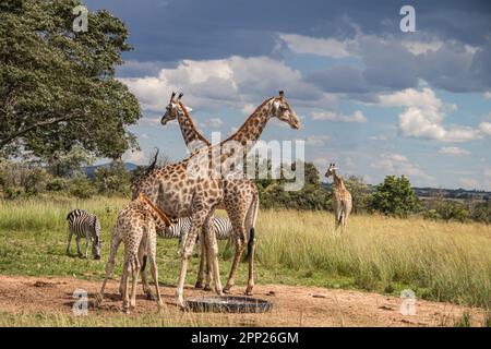 Mehrere wilde Tiere (Zebra und Giraffe), die sich um die Wasserquelle in Savanne im nationalen Schutzpark Imire, in Simbabwe, Safari in Afrika versammeln Stockfoto