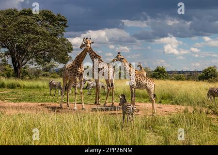 Mehrere wilde Tiere (Zebra und Giraffe), die sich um die Wasserquelle in Savanne im nationalen Schutzpark Imire, in Simbabwe, Safari in Afrika versammeln Stockfoto