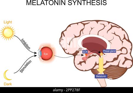 Melatonin und zirkadiane Rhythmusregulation. Gehirn mit Zirbeldrüse und Nucleus suprachiasmatica. Schlaf-wach-Zyklus. Menschliche Anatomie. vektordarstellung. Stock Vektor