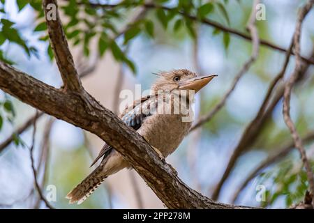 Blauflügeliger Kookaburra, der auf dem Zweig eines Baumes sitzt, Queensland, Australien. Stockfoto