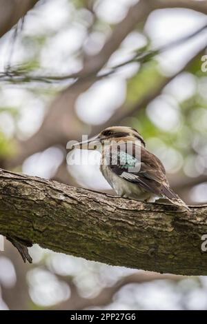 Lachende Kookaburra sitzt auf Branch of a Tree, Queensland, Australien. Stockfoto