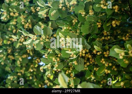 Limettenbaum mit wunderschönen blühenden Blumen und frischen grünen Blättern. Tilia americana ist eine wunderschöne und leckere Ergänzung zu jeder Tee- oder Kräuterzubereitung Stockfoto