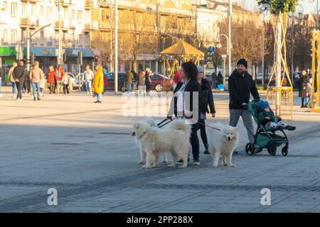 Czestochowa, Polen - 01. Januar 2023: Drei weiße samoyierte Hunde führen am Echo Point Stockfoto