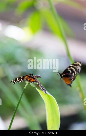 Zwei goldene Langflügler (Heliconius Hecale) Schmetterlinge während des Paarungsfluges. Stockfoto