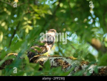 Sperber in Woodland. Stockfoto