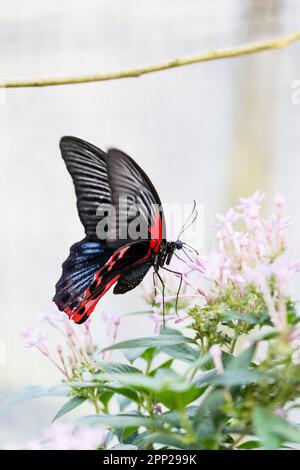 Nahaufnahme eines scharlachroten Mormons (Papilio Rumanzovia) Schmetterlings, der Nektar einer rosa Blume trinkt. Stockfoto