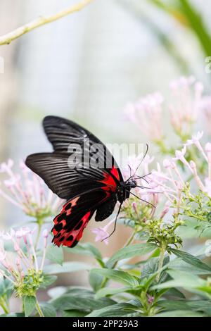 Nahaufnahme eines scharlachroten Mormons (Papilio Rumanzovia) Schmetterlings, der Nektar einer rosa Blume trinkt. Stockfoto