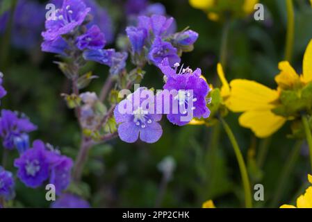 Nahaufnahme der Phakelie mit Morgentau. Stockfoto