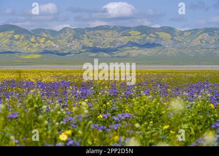 Super blühend in Carrizo Plain Stockfoto