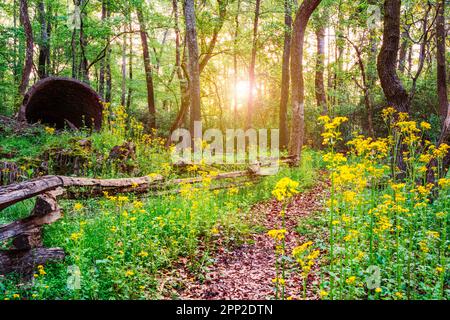 In Athen, Georgia, USA, gibt es am Morgen alte Rauch-Ruinen auf einem Wanderweg, der von Wildblumen gesäumt ist. Stockfoto