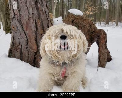 Nahaufnahme eines süßen süßen süßen, bezaubernden Shaggy Snorkie Dog mit langen Pelzbedeckungen draußen im Snowy Forest Stockfoto