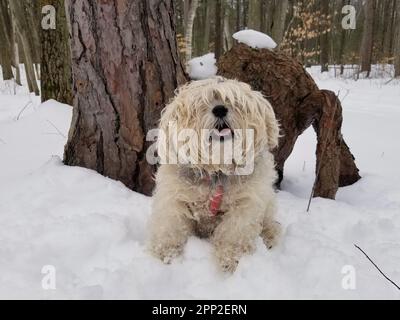 Nahaufnahme eines süßen süßen süßen, bezaubernden Shaggy Snorkie Dog mit langen Pelzbedeckungen draußen im Snowy Forest Stockfoto