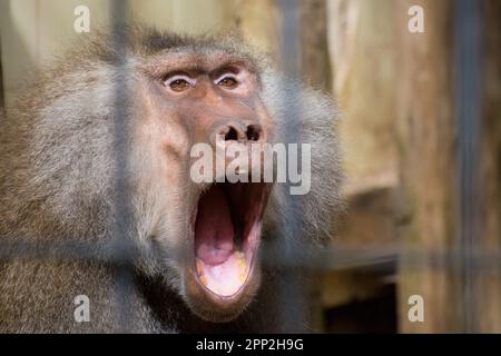 Männlicher weißer Pavian, der laut schreit, mit starrendem Blick in seinen Augen Stockfoto