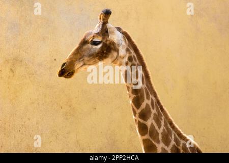 Giraffenhals- und -Kopfkomposition an der gelben warmen Wand Stockfoto