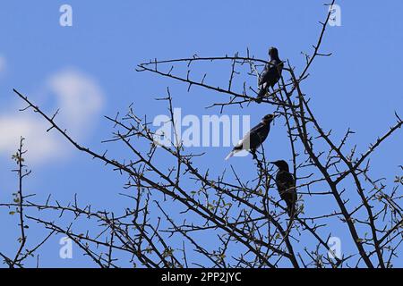 kap-Krähe auf einem Baum in etosha Stockfoto