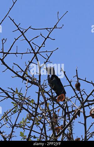 kap-Krähen auf einem Baum in etosha Stockfoto