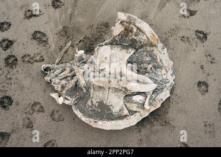 Ein umgedrehter Seeschildkadaver, der ein großes Stück fehlt. Streunende Hundepfoten sind um den Kadaver zu sehen von den Hunden, die gegessen haben, was sie konnten Stockfoto