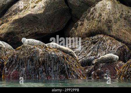 Seehunde genießen die Sommersonne an einem Flur entlang einer felsigen Insel im Kenai Fjords National Park in der Nähe von Seward, Alaska. Stockfoto