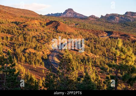 Teide-Nationalpark, Teneriffa, Kanarische Inseln, Spanien - Straße durch einen Pinienwald bei Sonnenuntergang Stockfoto