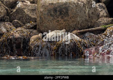 Seehunde genießen die Sommersonne an einem Flur entlang einer felsigen Insel im Kenai Fjords National Park in der Nähe von Seward, Alaska. Stockfoto