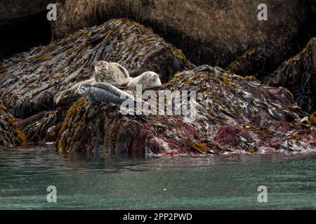 Seehunde genießen die Sommersonne an einem Flur entlang einer felsigen Insel im Kenai Fjords National Park in der Nähe von Seward, Alaska. Stockfoto