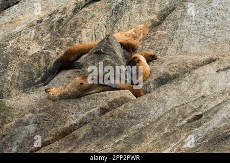 Steller Seelöwen genießen die Sommersonne in einem Flur entlang einer felsigen Insel im Kenai Fjords National Park in der Nähe von Seward, Alaska. Stockfoto