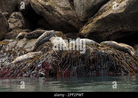 Seehunde genießen die Sommersonne an einem Flur entlang einer felsigen Insel im Kenai Fjords National Park in der Nähe von Seward, Alaska. Stockfoto