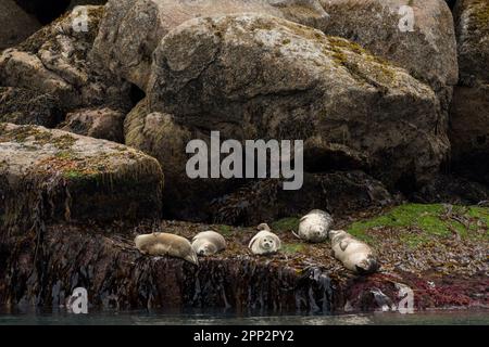 Seehunde genießen die Sommersonne an einem Flur entlang einer felsigen Insel im Kenai Fjords National Park in der Nähe von Seward, Alaska. Stockfoto