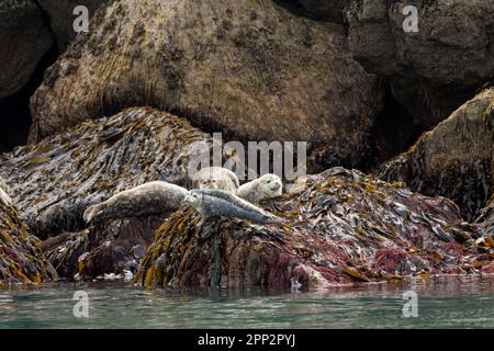 Seehunde genießen die Sommersonne an einem Flur entlang einer felsigen Insel im Kenai Fjords National Park in der Nähe von Seward, Alaska. Stockfoto