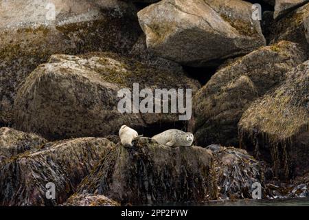 Seehunde genießen die Sommersonne an einem Flur entlang einer felsigen Insel im Kenai Fjords National Park in der Nähe von Seward, Alaska. Stockfoto