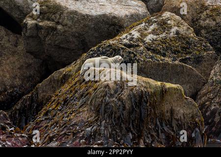 Seehunde genießen die Sommersonne an einem Flur entlang einer felsigen Insel im Kenai Fjords National Park in der Nähe von Seward, Alaska. Stockfoto