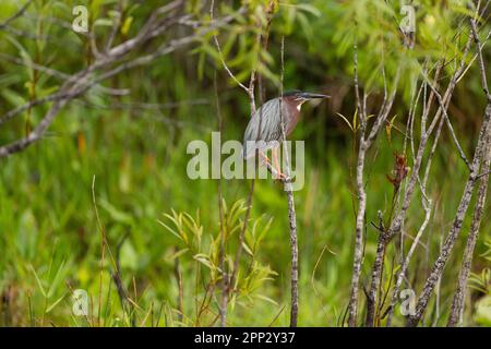 Ausgewachsener grüner Reiher, Everglades Stockfoto