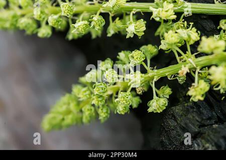 Reseda Luteola, Färberrakete, Färberkraut, Schweißen, woold, Gelbes Gras Stockfoto