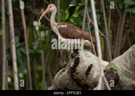 Junger, weißer Ibis auf dem Ast, Everglades Stockfoto