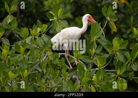 Weißes Ibis in Mangrovenbäumen, Everglades Stockfoto