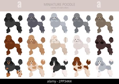 Miniatur-Pudel-Cliparts. Verschiedene Posen, Fellfarben eingestellt. Vektorgrafik Stock Vektor