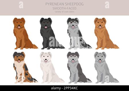 Pyrenäen-Schäferhund, glattes Cliparts. Verschiedene Posen, Fellfarben eingestellt. Vektorgrafik Stock Vektor