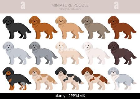 Miniatur-Pudel-Cliparts. Verschiedene Posen, Fellfarben eingestellt. Vektorgrafik Stock Vektor