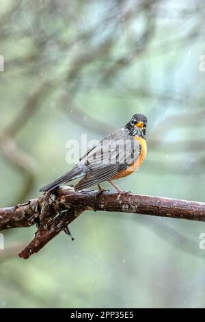 Ein amerikanischer Robin ruht zwischen den Flügen auf einem Ast, um Nistmaterial für die bevorstehende Eierlegung zu sammeln. Stockfoto