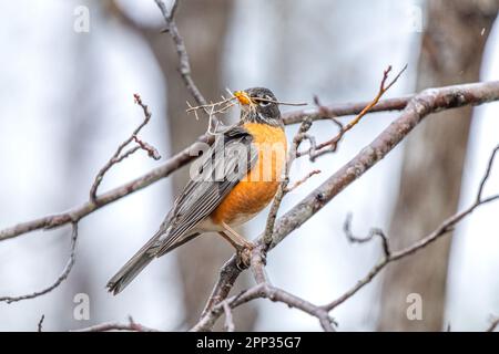 Ein amerikanischer Robin ruht zwischen den Flügen auf einem Ast, um Nistmaterial für die bevorstehende Eierlegung zu sammeln. Stockfoto