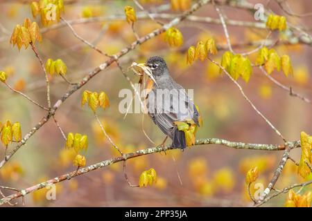 Ein amerikanischer Robin ruht zwischen den Flügen auf einem Ast, um Nistmaterial für die bevorstehende Eierlegung zu sammeln. Stockfoto