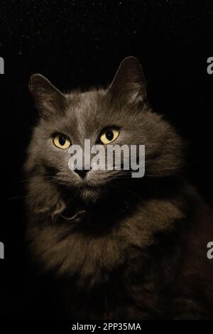 Nahaufnahme des vertikalen Porträts einer grauen Landkatze mit schwarzem Hintergrund. Stockfoto