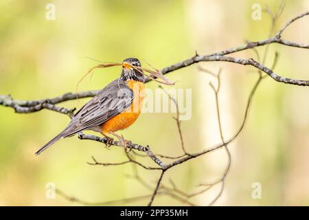 Ein amerikanischer Robin ruht zwischen den Flügen auf einem Ast, um Nistmaterial für die bevorstehende Eierlegung zu sammeln. Stockfoto