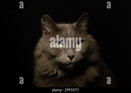 Nahaufnahme des horizontalen Porträts einer grauen Hauskatze mit Langhair vor isoliertem schwarzem Hintergrund. Stockfoto