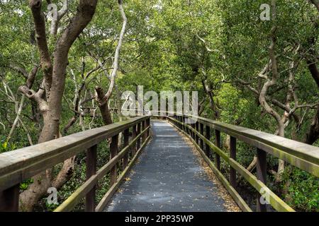 Boardwalk durch die Mangroven Feuchtgebiete im Wynnum Brisbane, Queensland, Australien Stockfoto