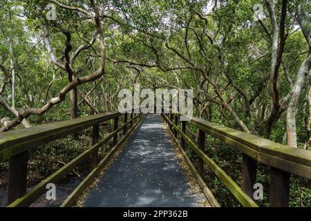 Boardwalk durch die Mangroven Feuchtgebiete im Wynnum Brisbane, Queensland, Australien Stockfoto