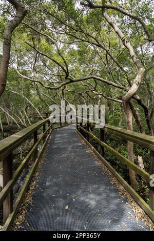 Boardwalk durch die Mangroven Feuchtgebiete im Wynnum Brisbane, Queensland, Australien Stockfoto